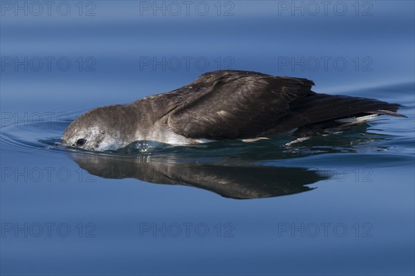 Persian Shearwater (Puffinus persicus)