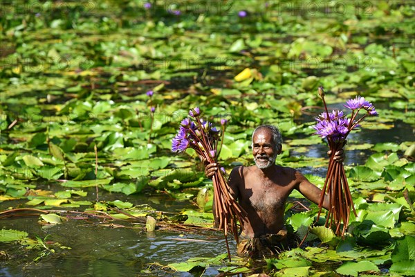 Old man collects flowers of Blue Lotus (Nymphaea caerulea) in a lake near Habarana