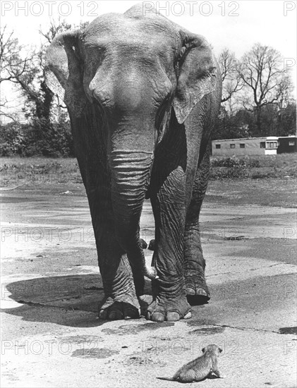 Elephant with small lion