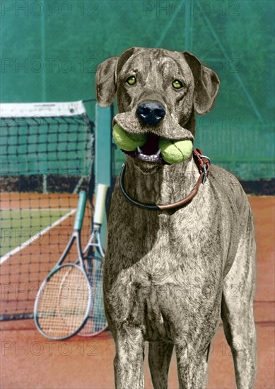 Great Dane with tennis balls