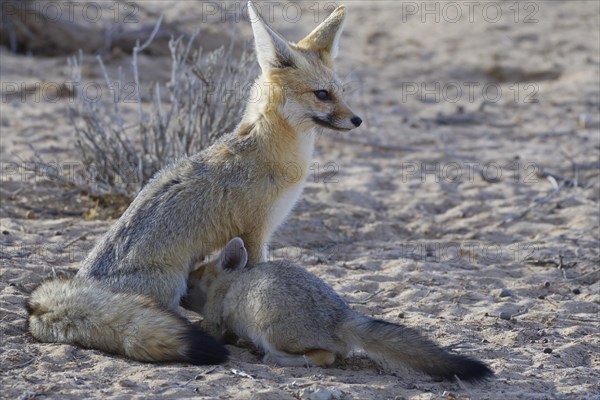 Cape foxes (Vulpes chama)