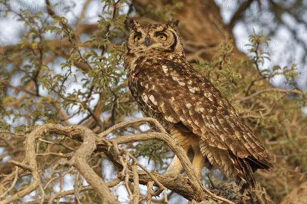 Spotted eagle-owl (Bubo africanus)