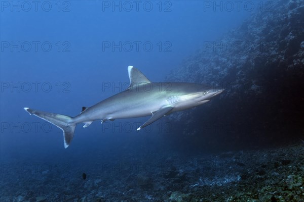 Silvertip shark (Carcharhinus albimarginatus) floats over coral reef