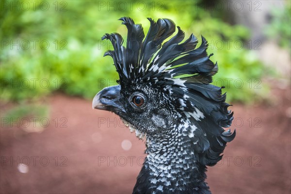 Animal portrait of a Great curassow (Crax rubra)