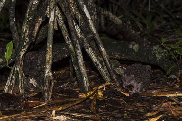 Greater hedgehog tenrec (Setifer setosus) between tree roots