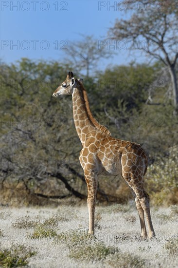 Angolan giraffe (Giraffa camelopardalis angolensis)