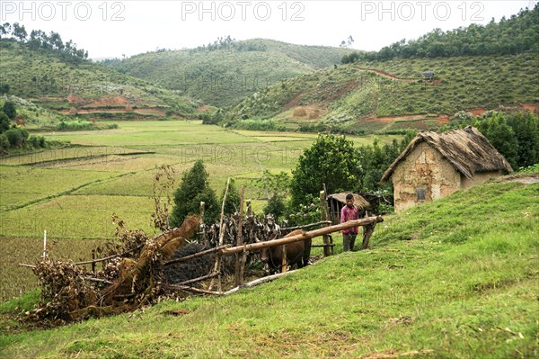 Farm of a rice farmer