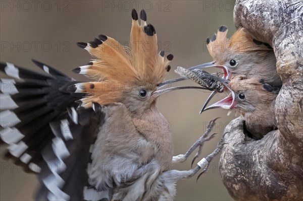 Hoopoe (Upupa epops)