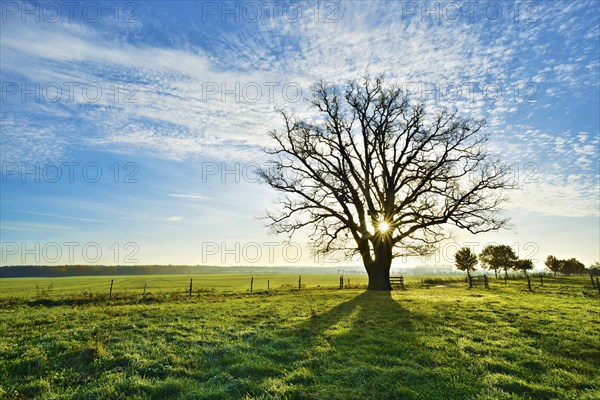 Sun shines through large bare oak