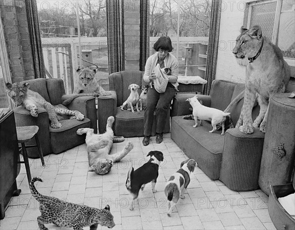 Dogs and lions in a woman's living room