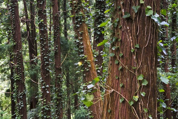 Ivy forest in Sao Miguel
