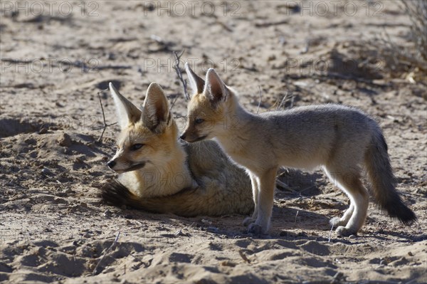 Cape foxes (Vulpes chama)