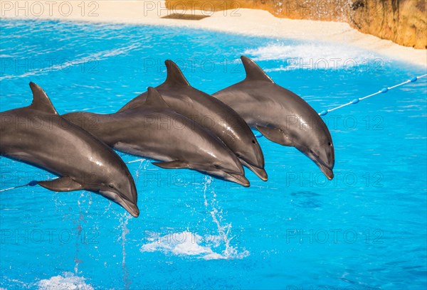 Bottlenose dolphins (Tursiops truncatus) jump out of the water