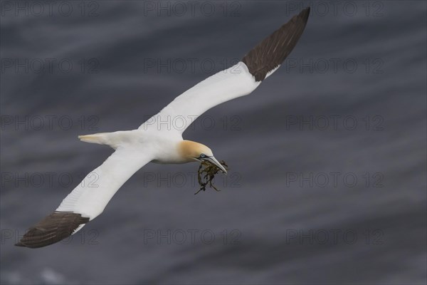 Northern Gannet (Morus bassanus)