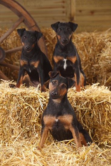 German hunting terriers