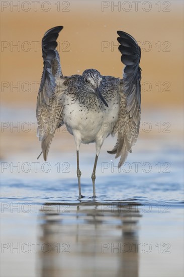 Common Greenshank (Tringa nebularia)