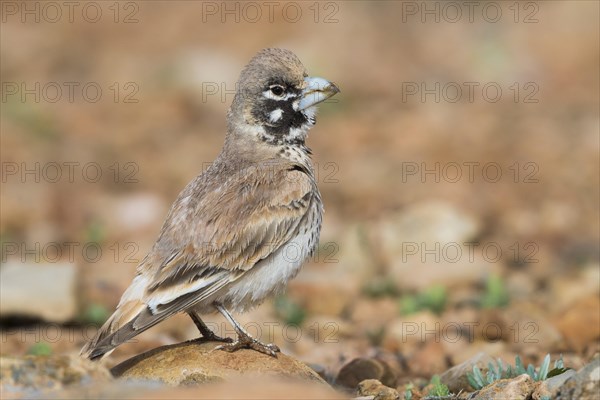 Thick-billed Lark (Ramphocoris clotbey)