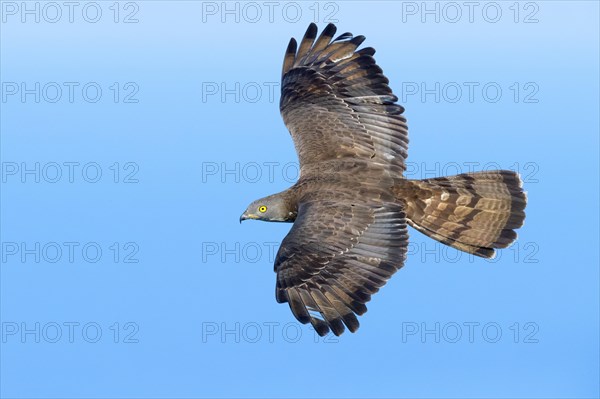 European Honey Buzzard (Pernis apivorus)