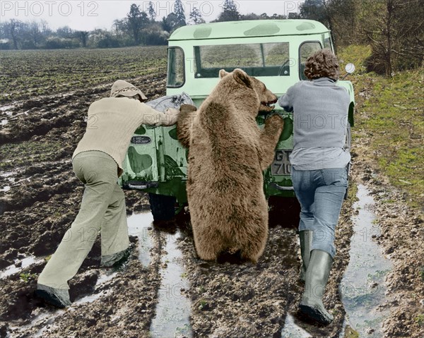 Bear pushes a car with two men