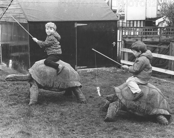 Children ride on giant tortoises