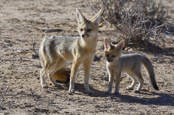 Cape foxes (Vulpes chama)