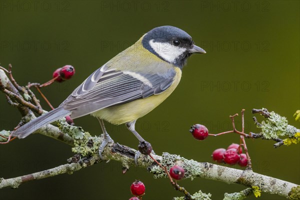 Great Tit (Parus major)