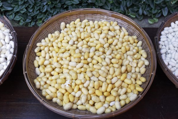 Yellow Silkworm Cocoons