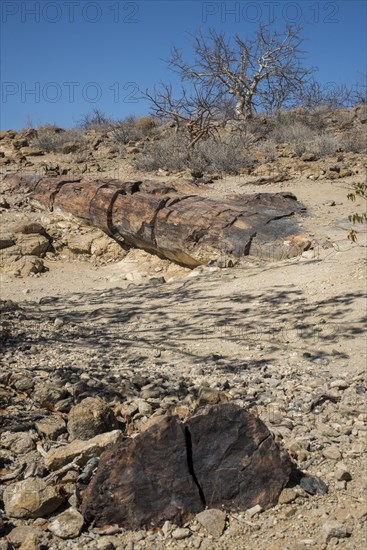 Petrified Tree Trunks