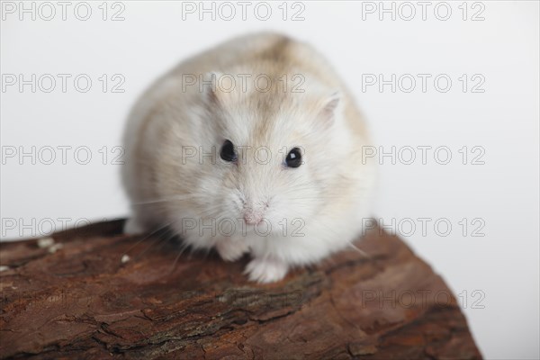 Djungarian hamster (Phodopus sungorus) sits on wood