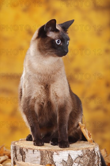 Siamese cat old type