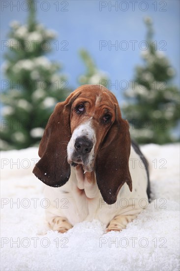 Basset Hound