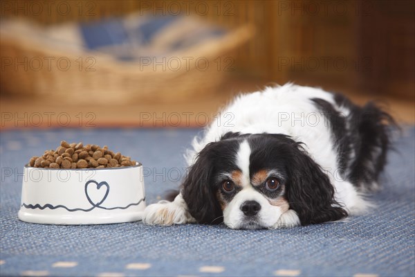 Cavalier King Charles Spaniel