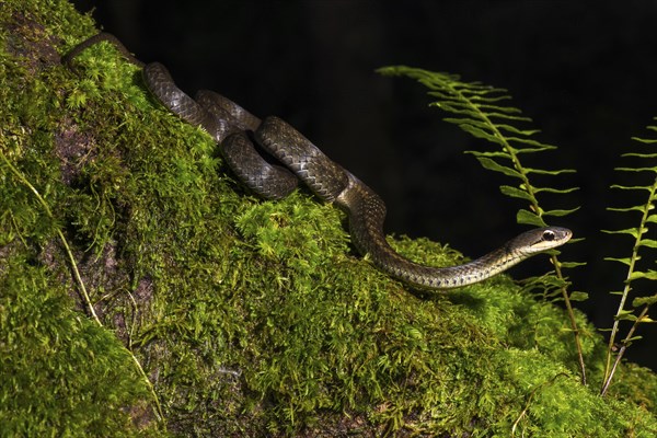 Forest Water Snake (Thamnosophis infrasignatus) crawls on moss