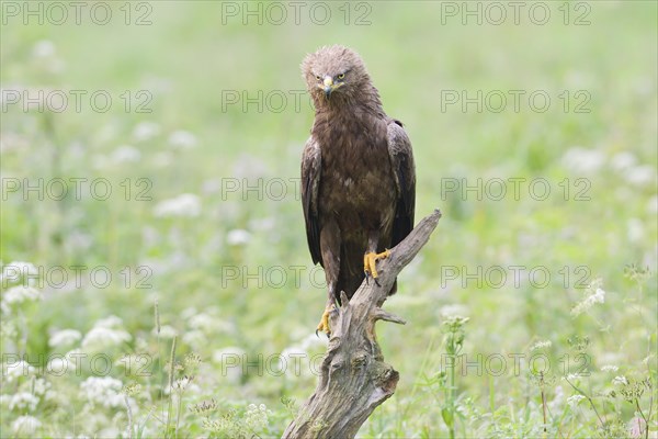 Lesser spotted eagle (Clanga pomarina)