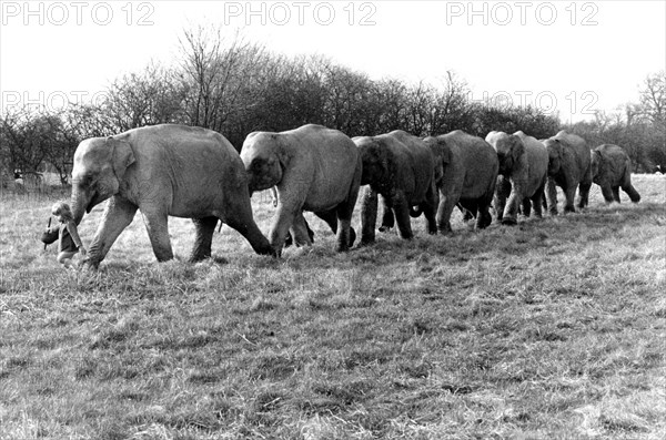 Elephants take girls for a walk