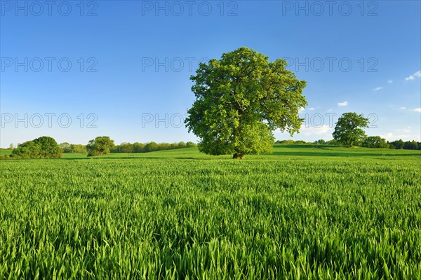 Landscape with oaks