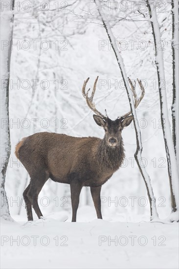 Red deer (Cervus elaphus)