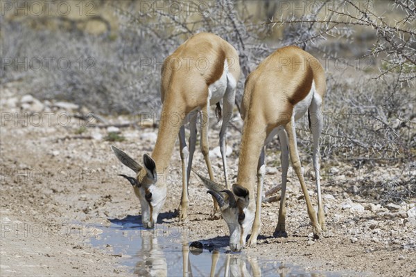 Two Springboks (Antidorcas marsupialis)