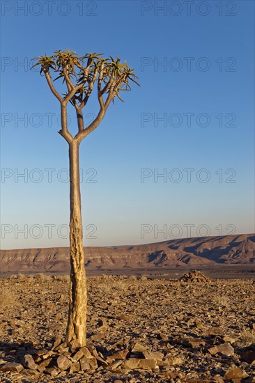 Young quiver tree or kokerboom (Aloe dichotoma) at Fish River Canyon