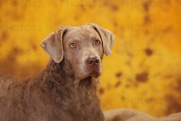 Chesapeake Bay Retriever