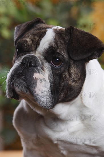 Mongrel dog (English x French bulldog)