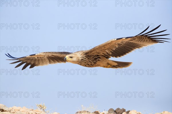 Eastern Imperial Eagle (Aquila heliaca)