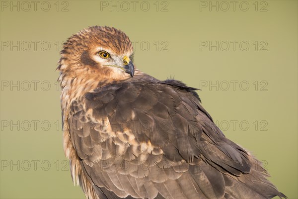 Montagu's Harrier (Circus cyaneus)