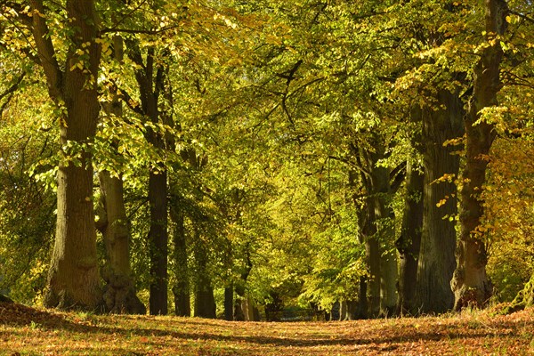 Linden-Allee in autumn