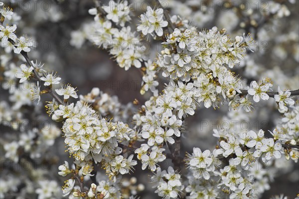 White blossoms