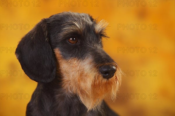 Little Grey-haired Dachshund