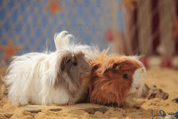 Angora guinea pigs