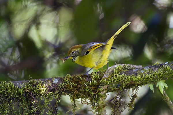 Chestnut-tailed Minla (Minla strigula)