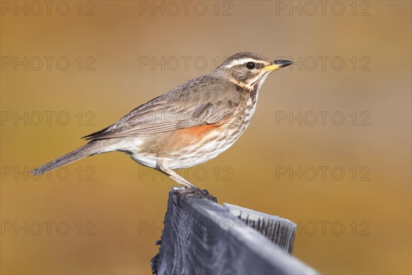 Redwing (Turdus iliacus coburni)