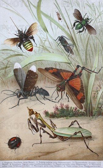 Historical image of various insects